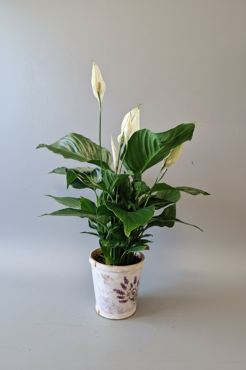 Tõlvlehik (Spathiphyllum 'Sweet Ricardo')