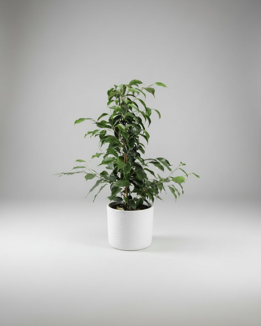 Viigipuu (Ficus benjamina 'Danielle')