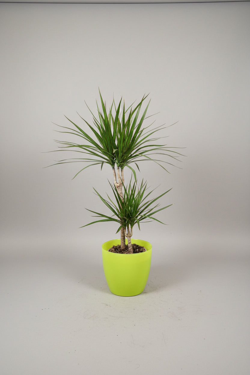 Draakonipuu (Dracaena marginata)