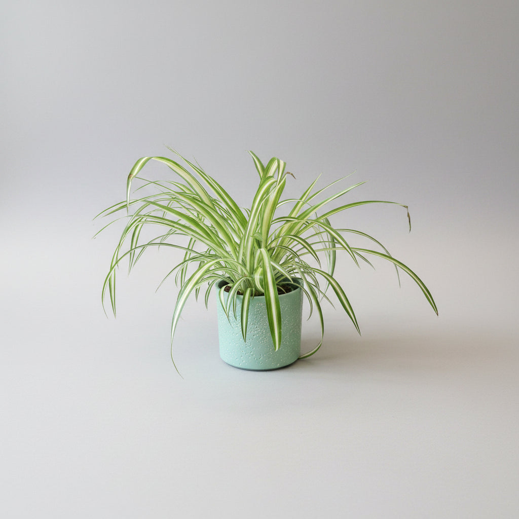 Tups-rohtliilia (Chlorophytum comosum)