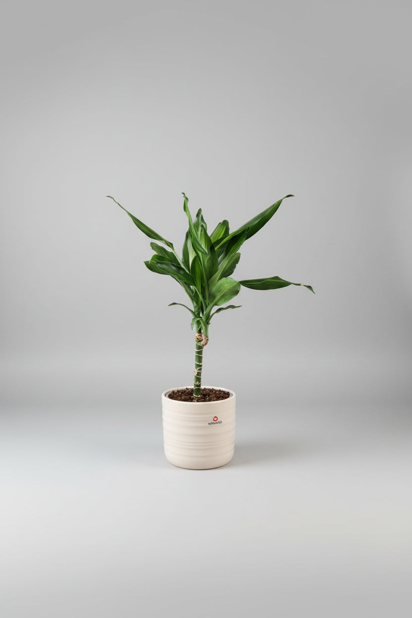 Draakonipuu (Dracaena fragrans 'Cintho')